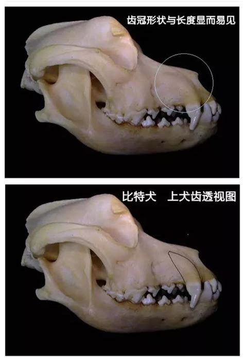 狼的牙齒|狼牙结构剖析